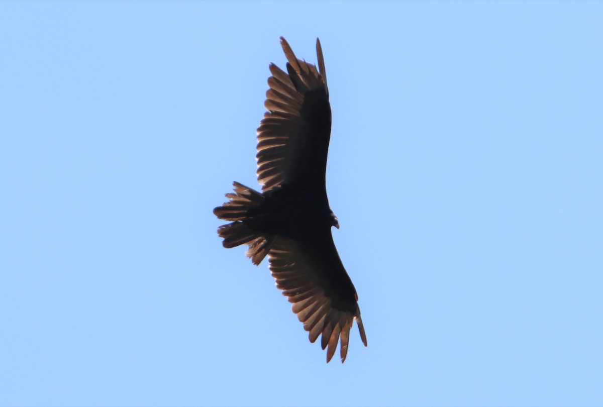Turkey Vulture - ML580554501