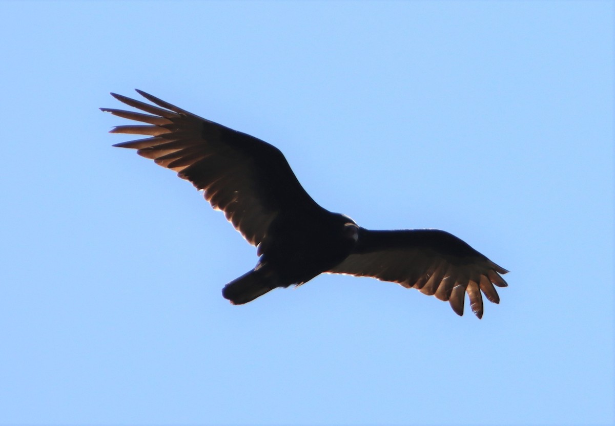 Turkey Vulture - ML580554531
