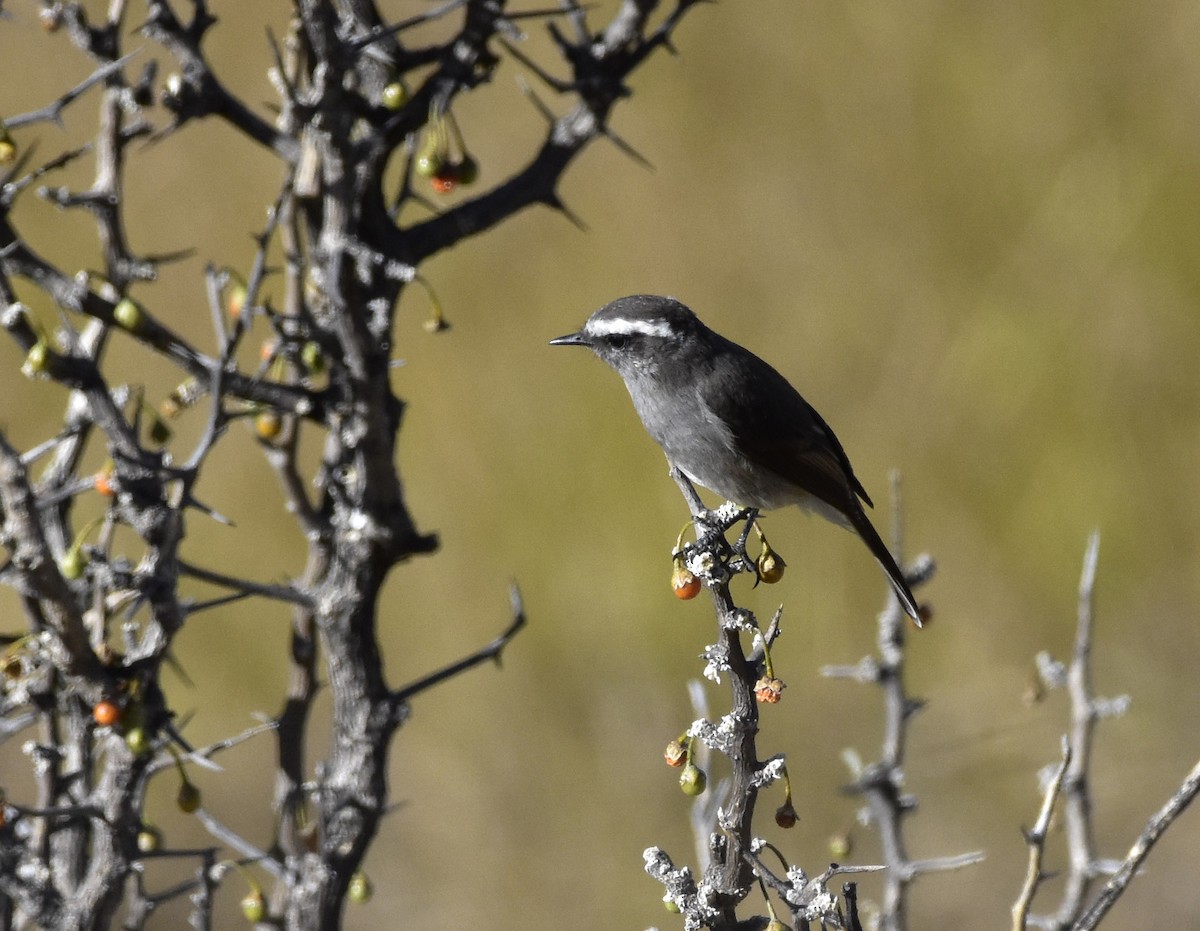 White-browed Chat-Tyrant - VERONICA ARAYA GARCIA