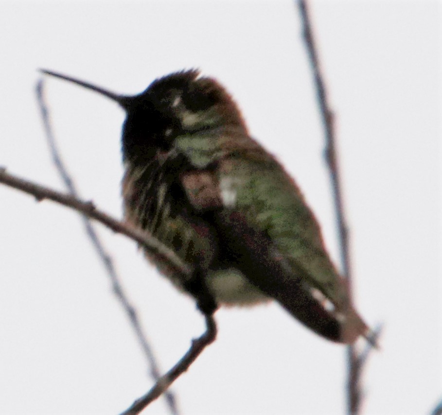 Anna's Hummingbird - ML580554891