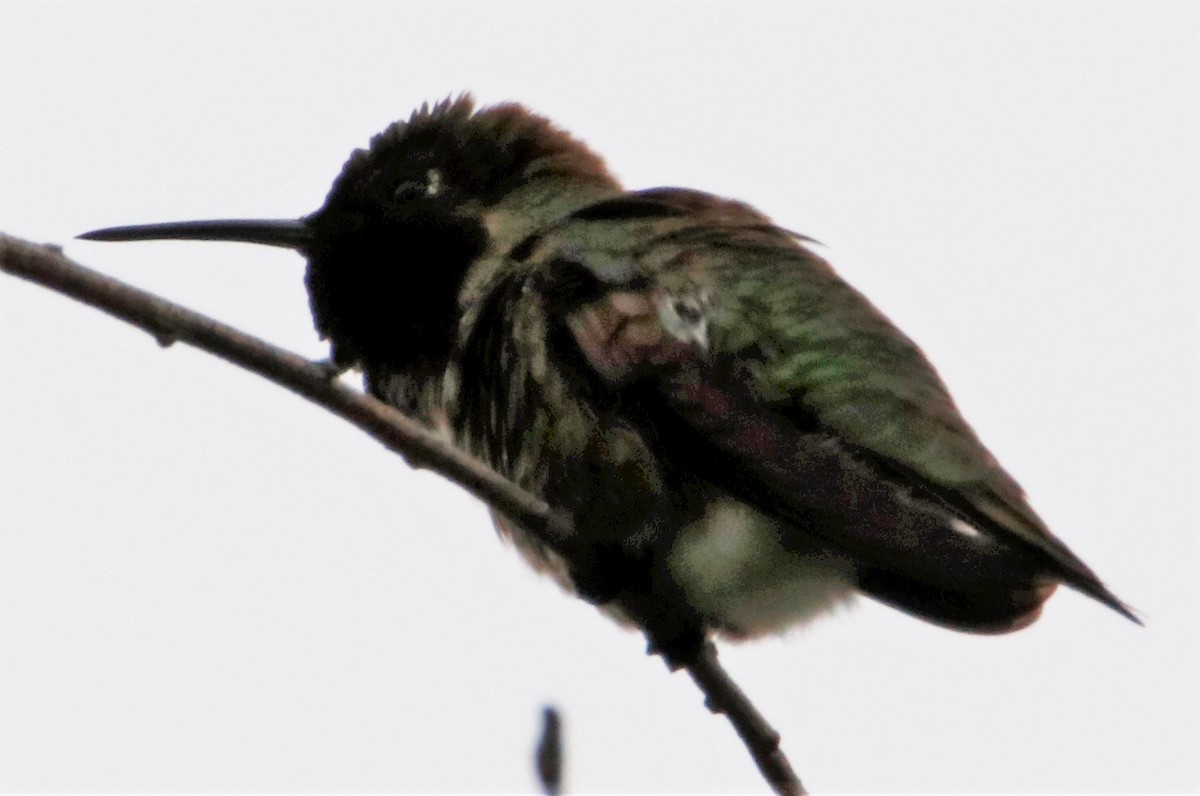 Anna's Hummingbird - ML580554901