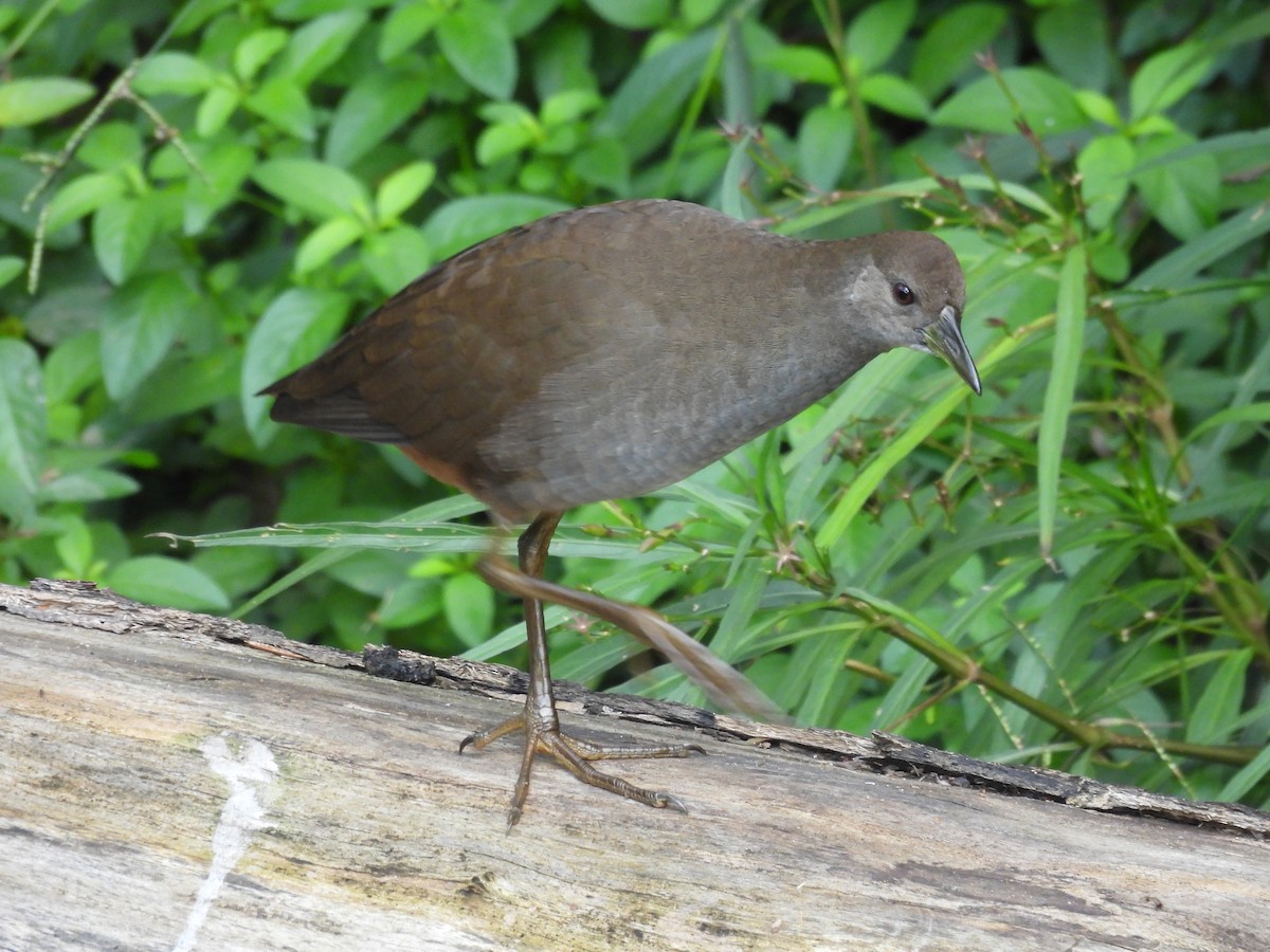 Pale-vented Bush-hen - ML580555711