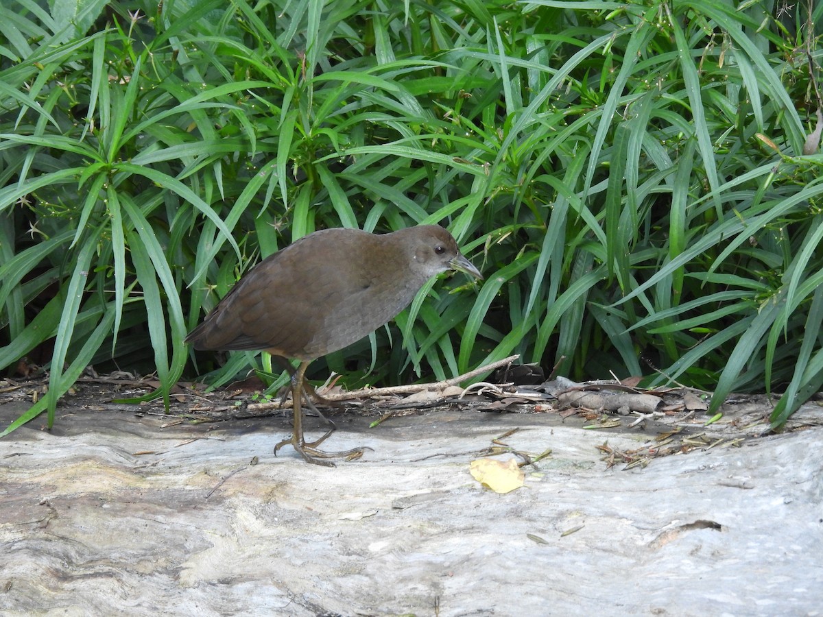 Pale-vented Bush-hen - ML580555731