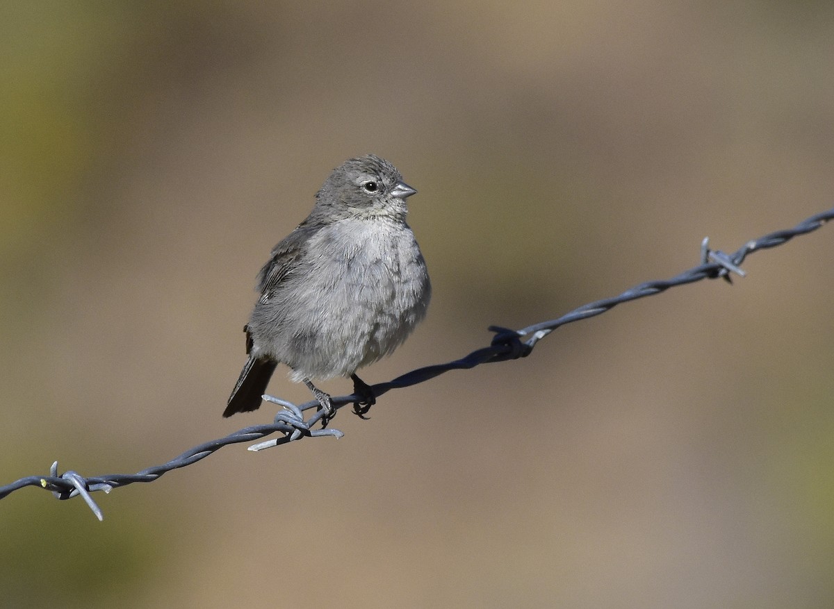 Ash-breasted Sierra Finch - VERONICA ARAYA GARCIA