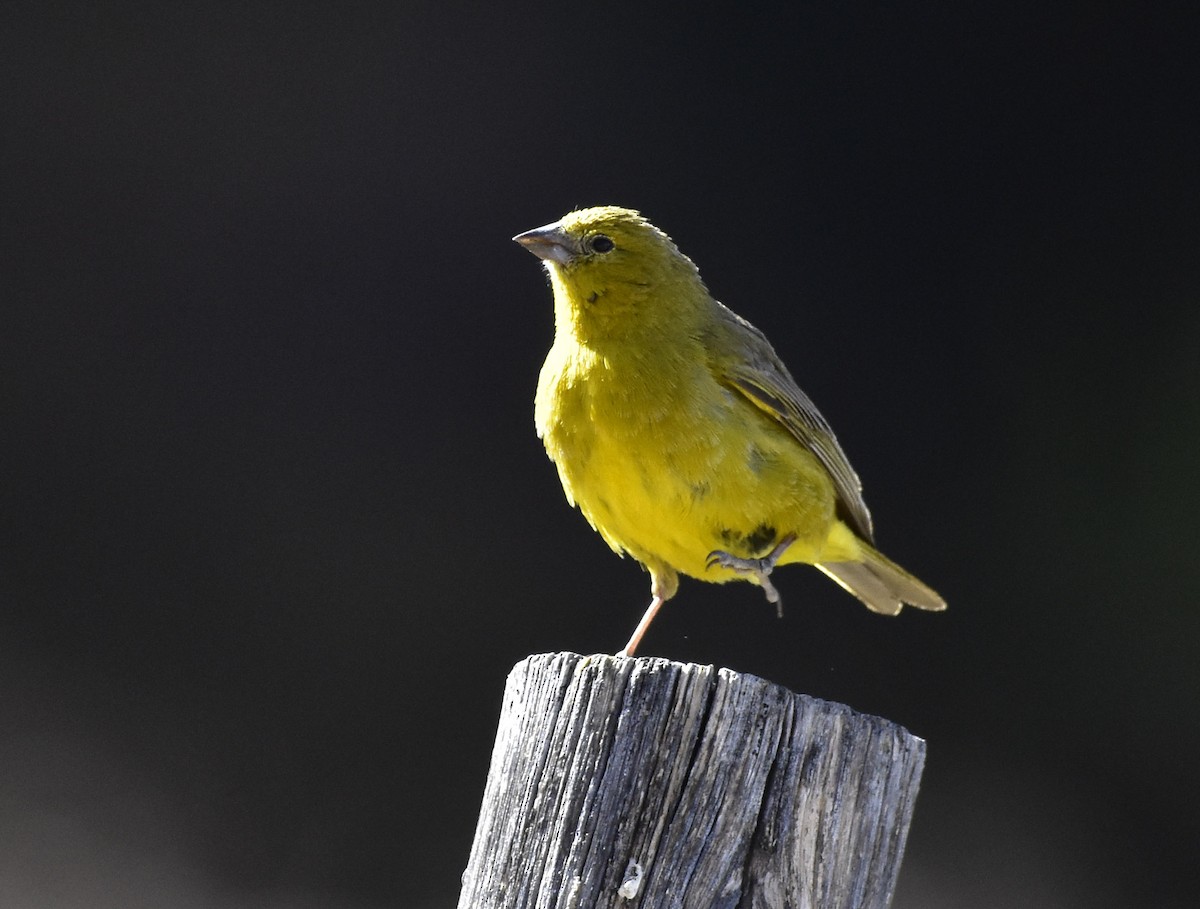 Greenish Yellow-Finch - ML58055621