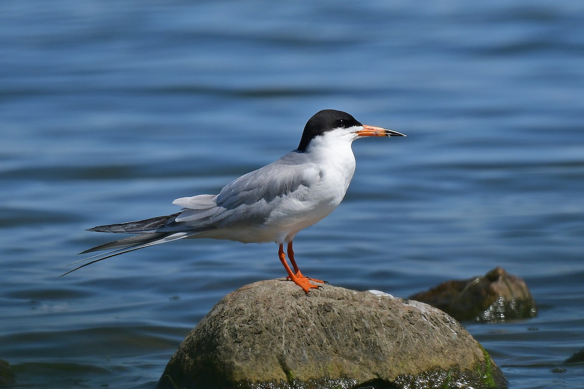 Forster's Tern - ML580556291