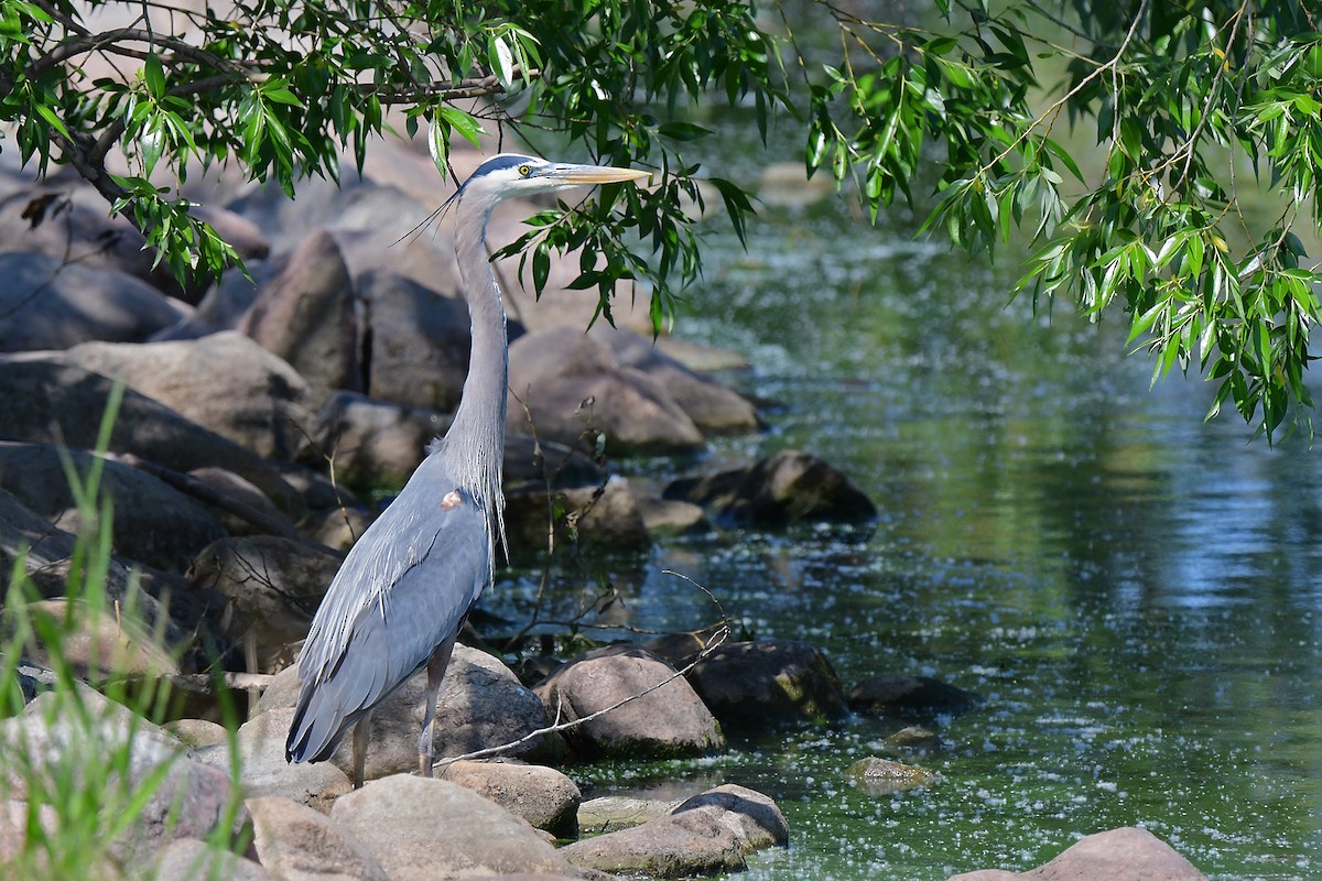 Great Blue Heron - Aubrey  Robson