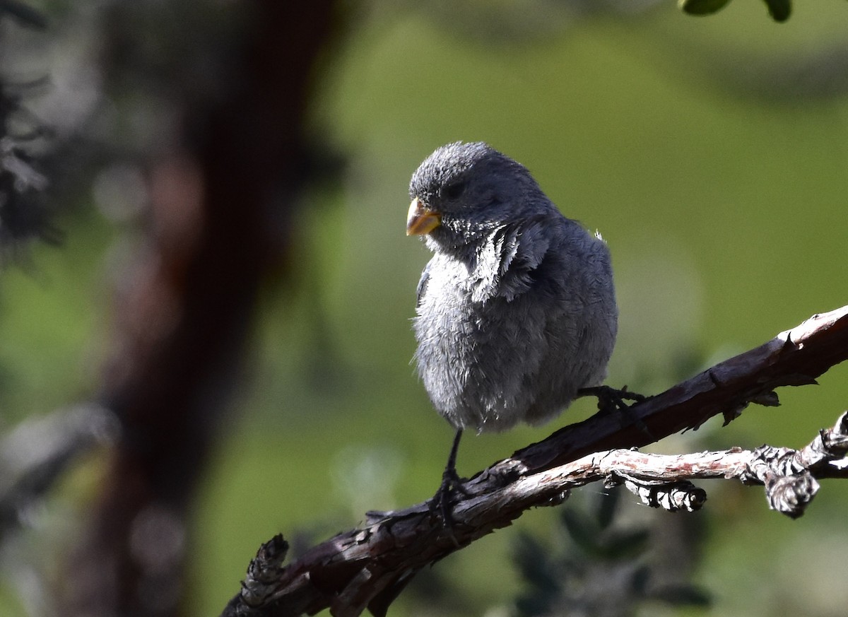 Band-tailed Seedeater - ML58055641