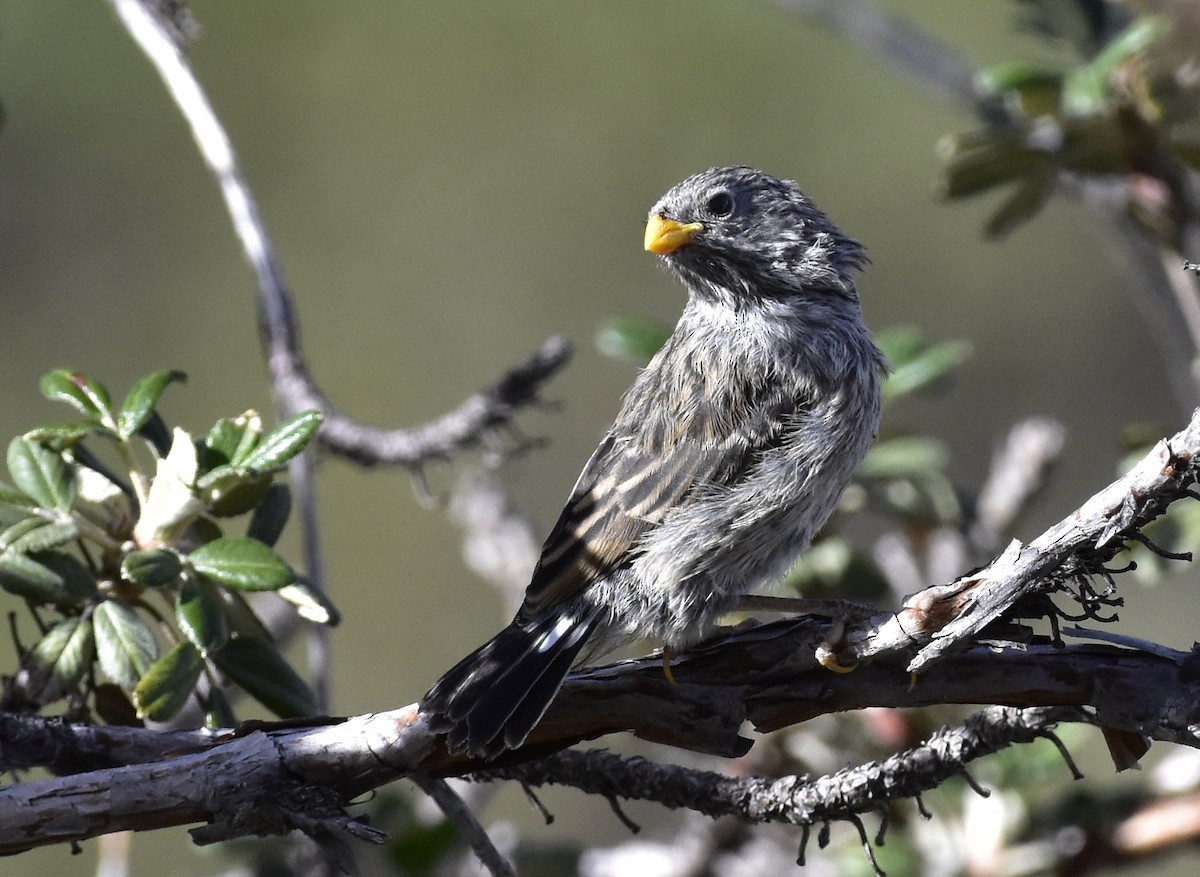 Band-tailed Seedeater - ML58055661