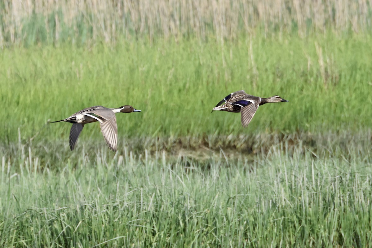 Northern Pintail - ML580557531