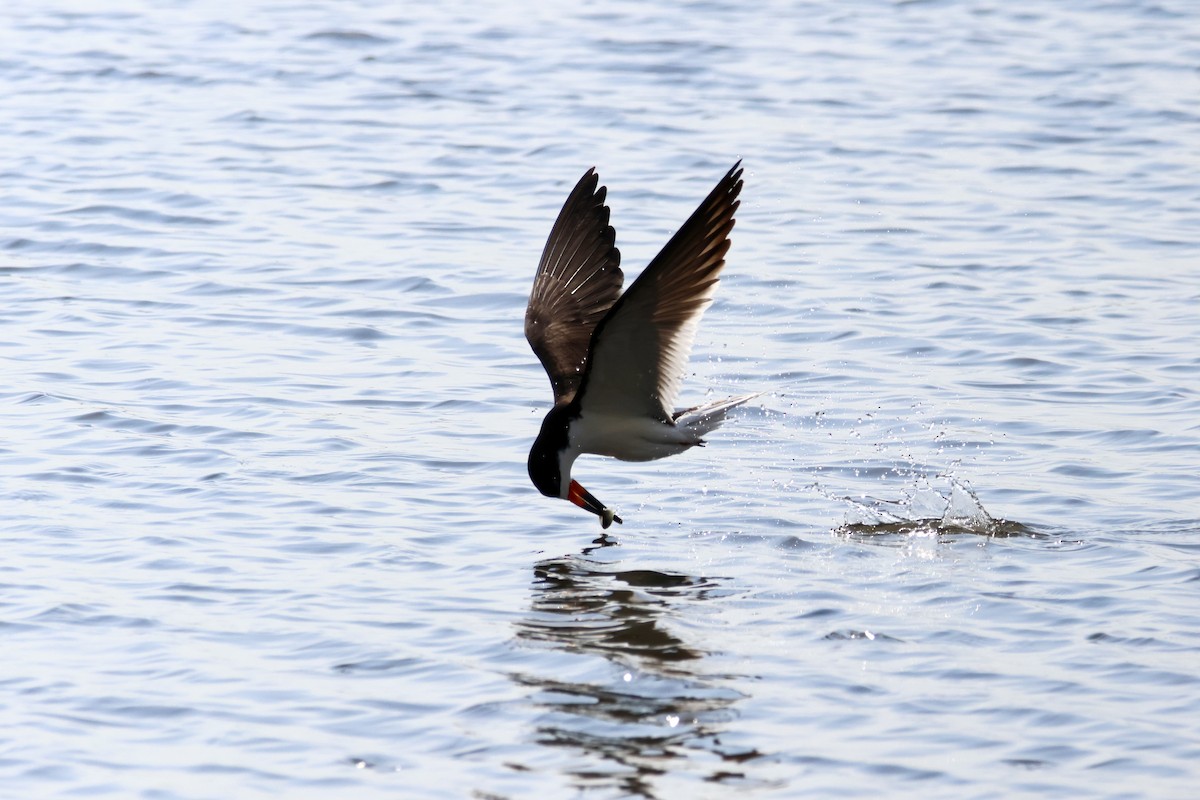 Black Skimmer - ML580557631