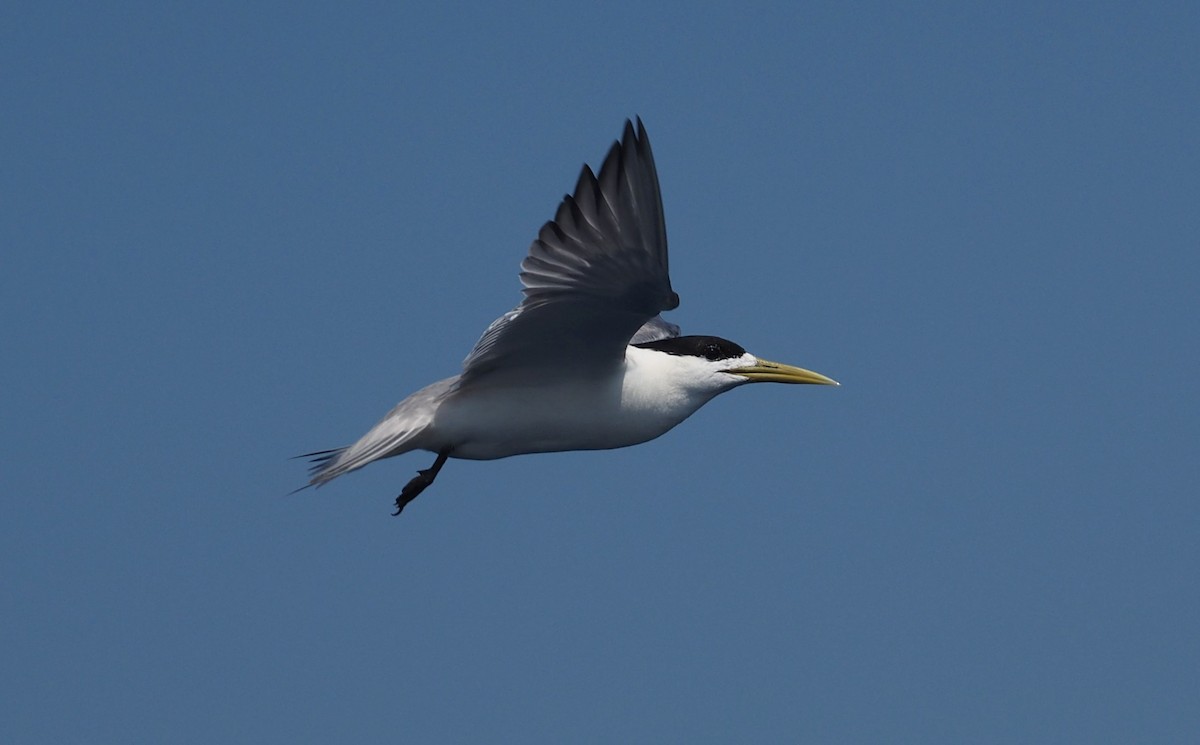 Great Crested Tern - ML580558141