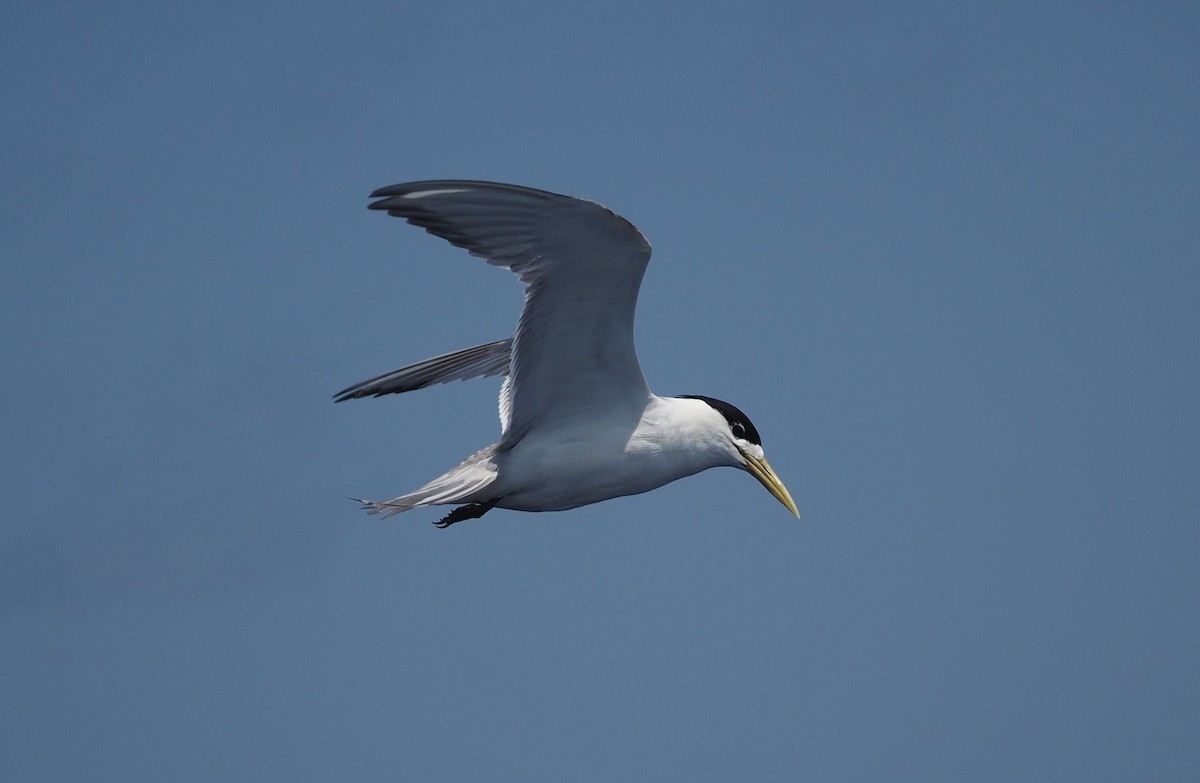 Great Crested Tern - ML580558151