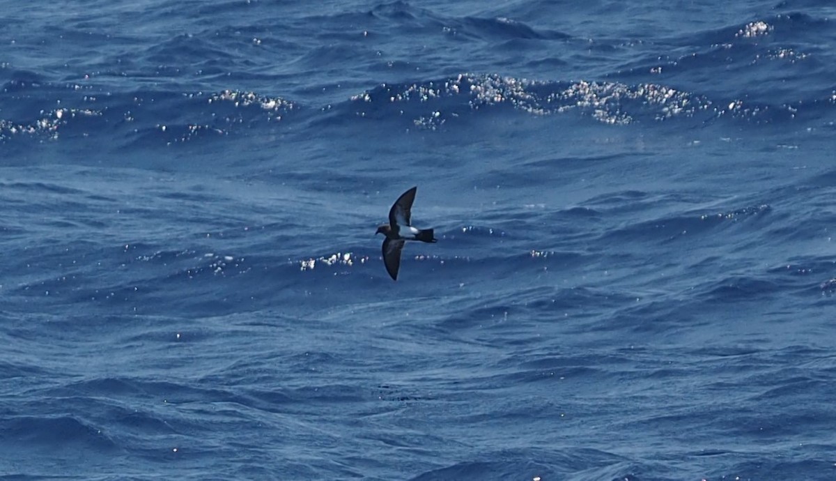 Black-bellied Storm-Petrel - ML580558231