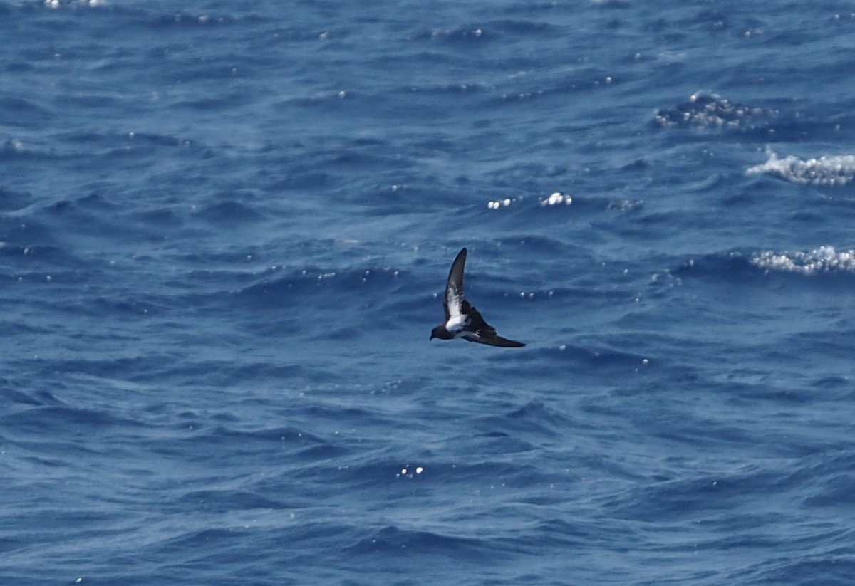 Black-bellied Storm-Petrel - ML580558241