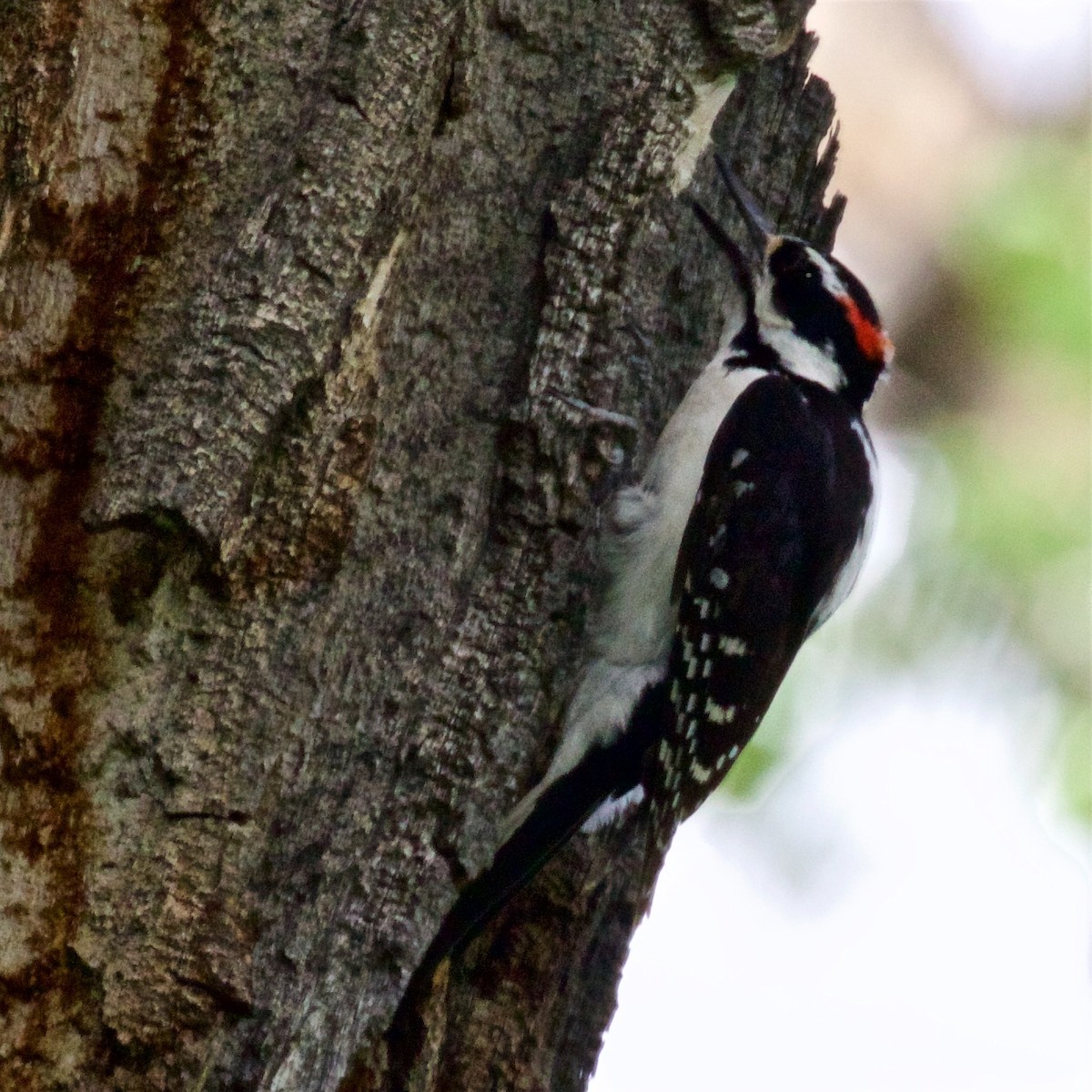 Hairy Woodpecker - ML580558731