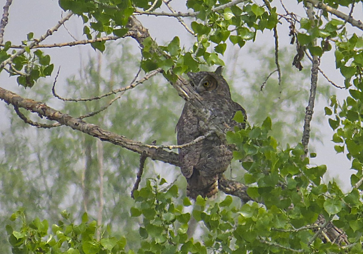 Great Horned Owl - ML580559631