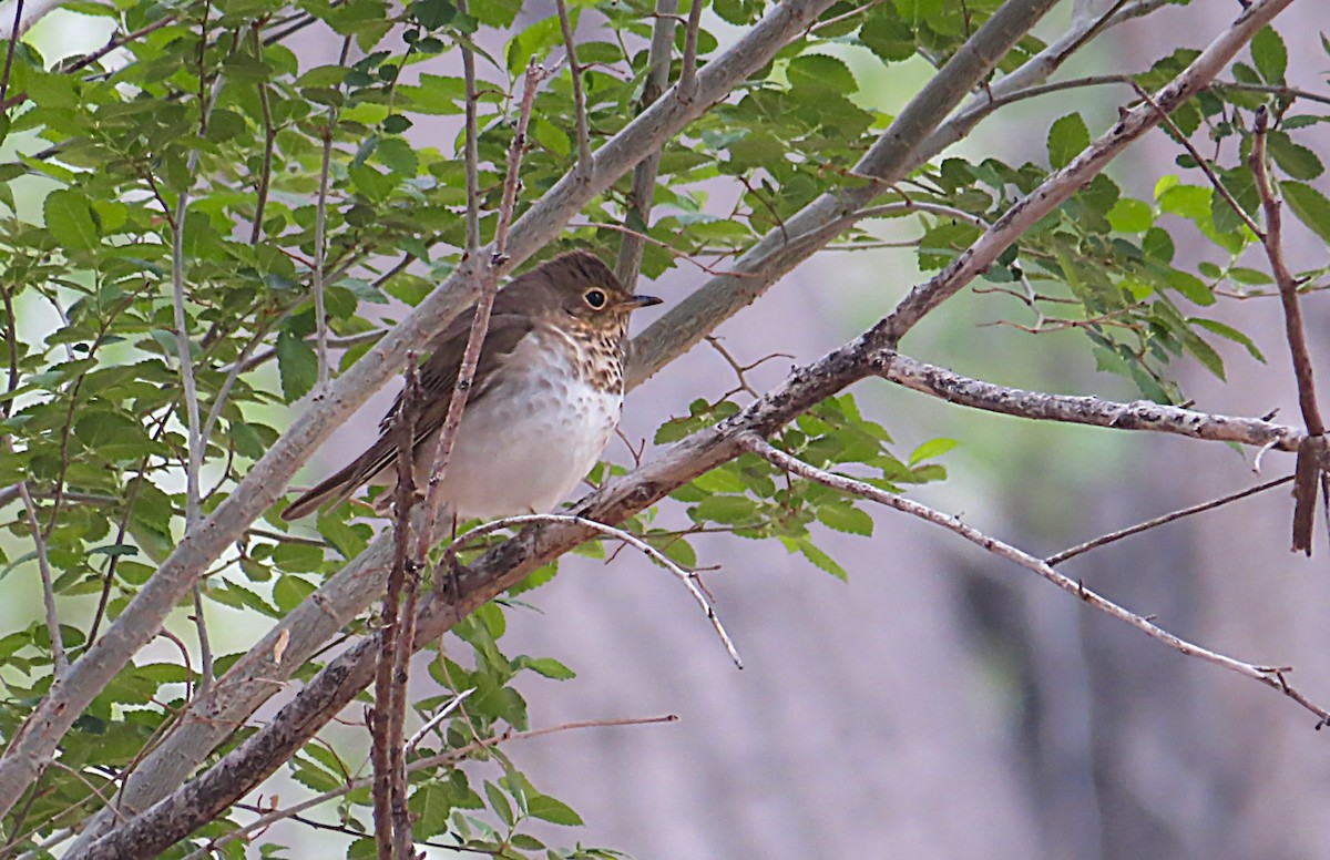 Swainson's Thrush - ML580559751