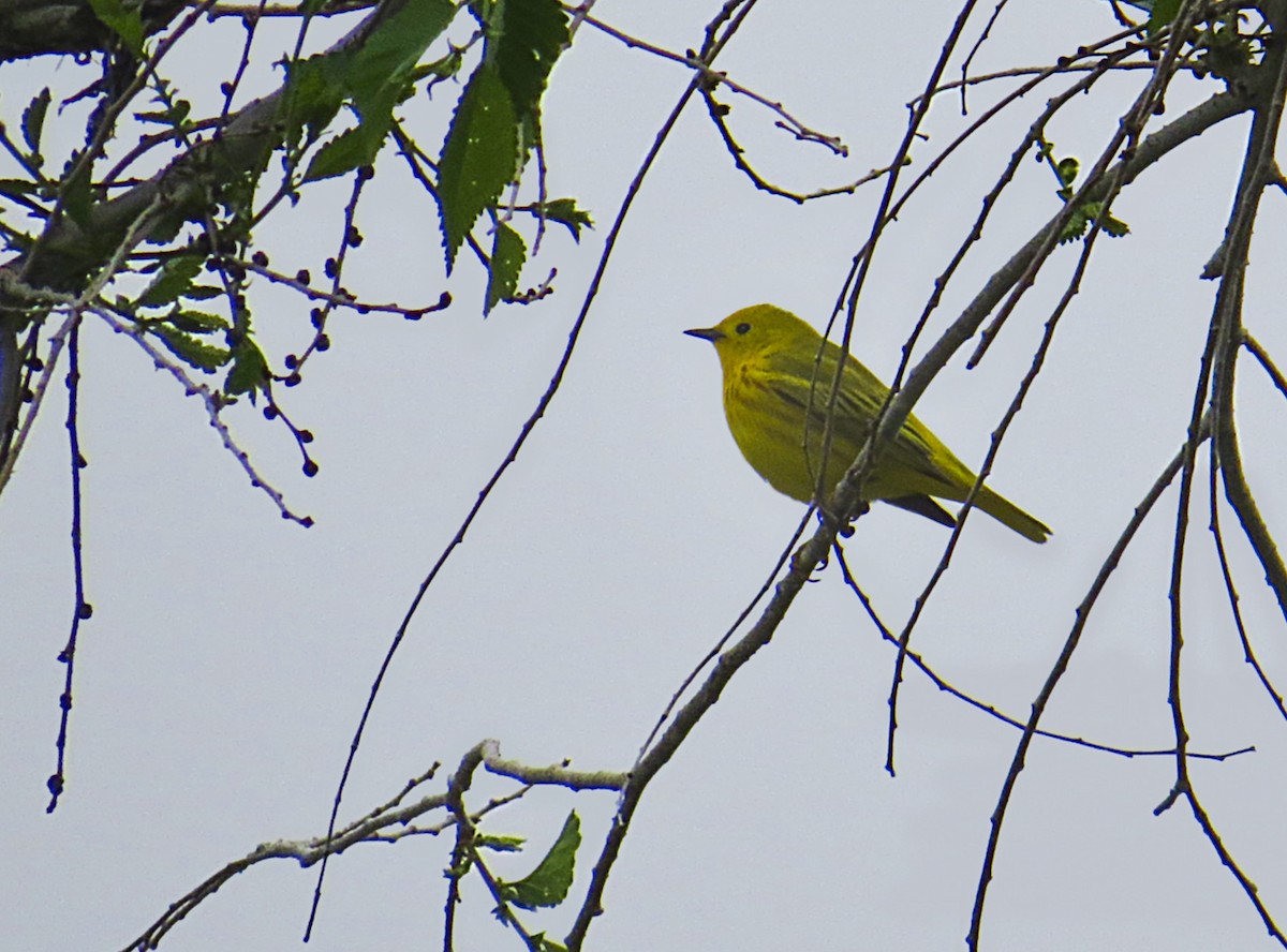 Yellow Warbler - ML580559971