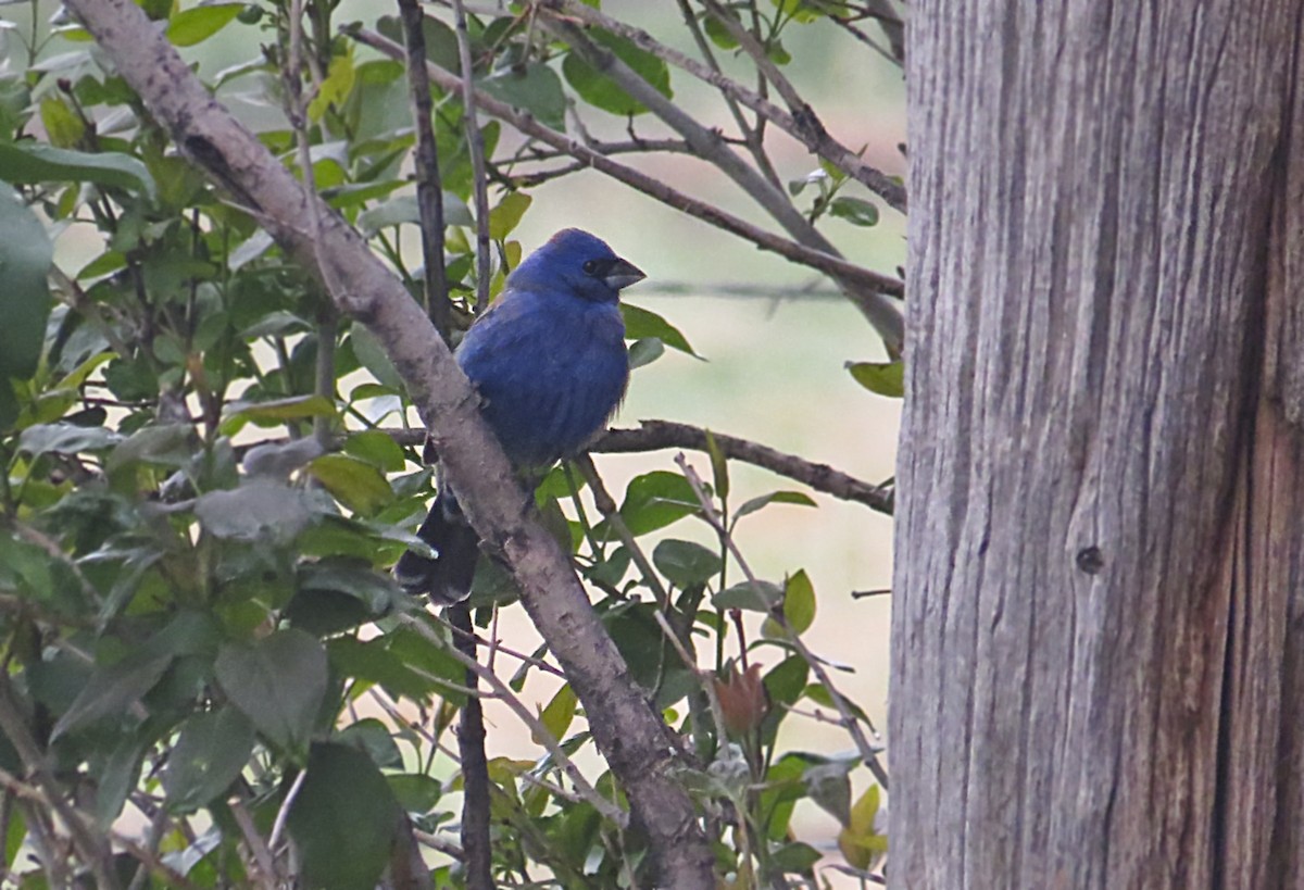 Blue Grosbeak - ML580560111