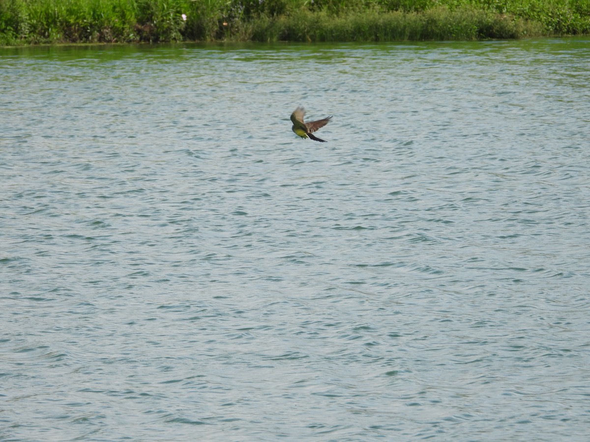 Western Kingbird - ML580561111