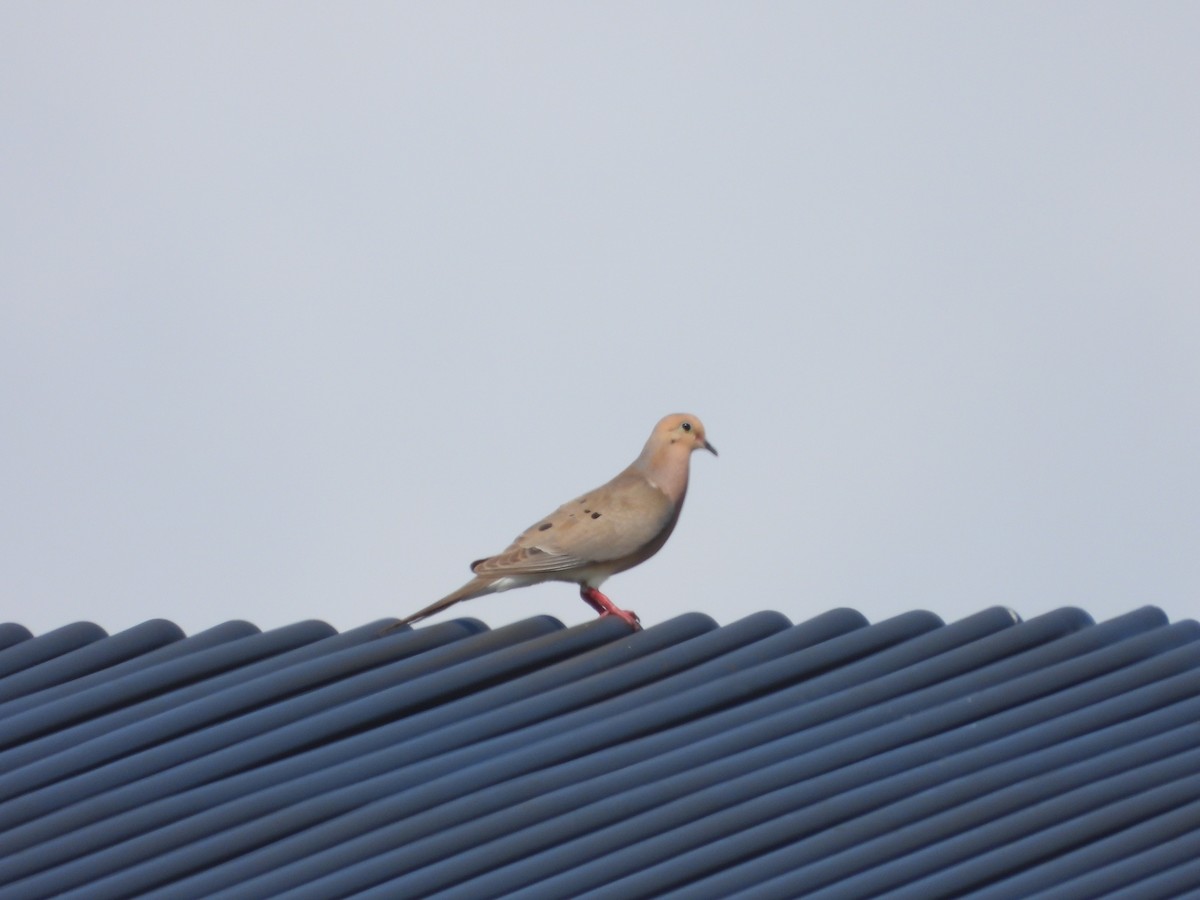 Mourning Dove - ML580561161