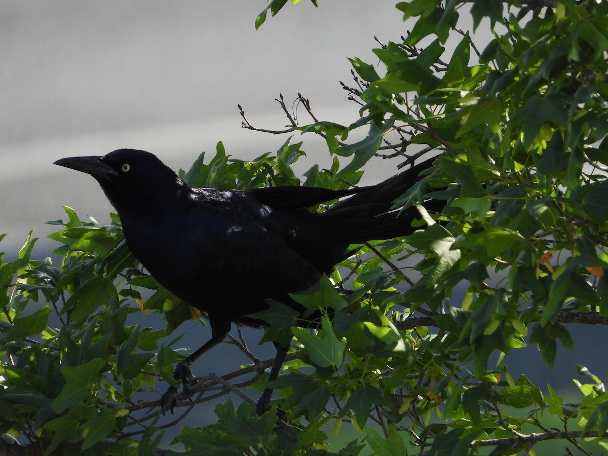 Great-tailed Grackle - ML580561241