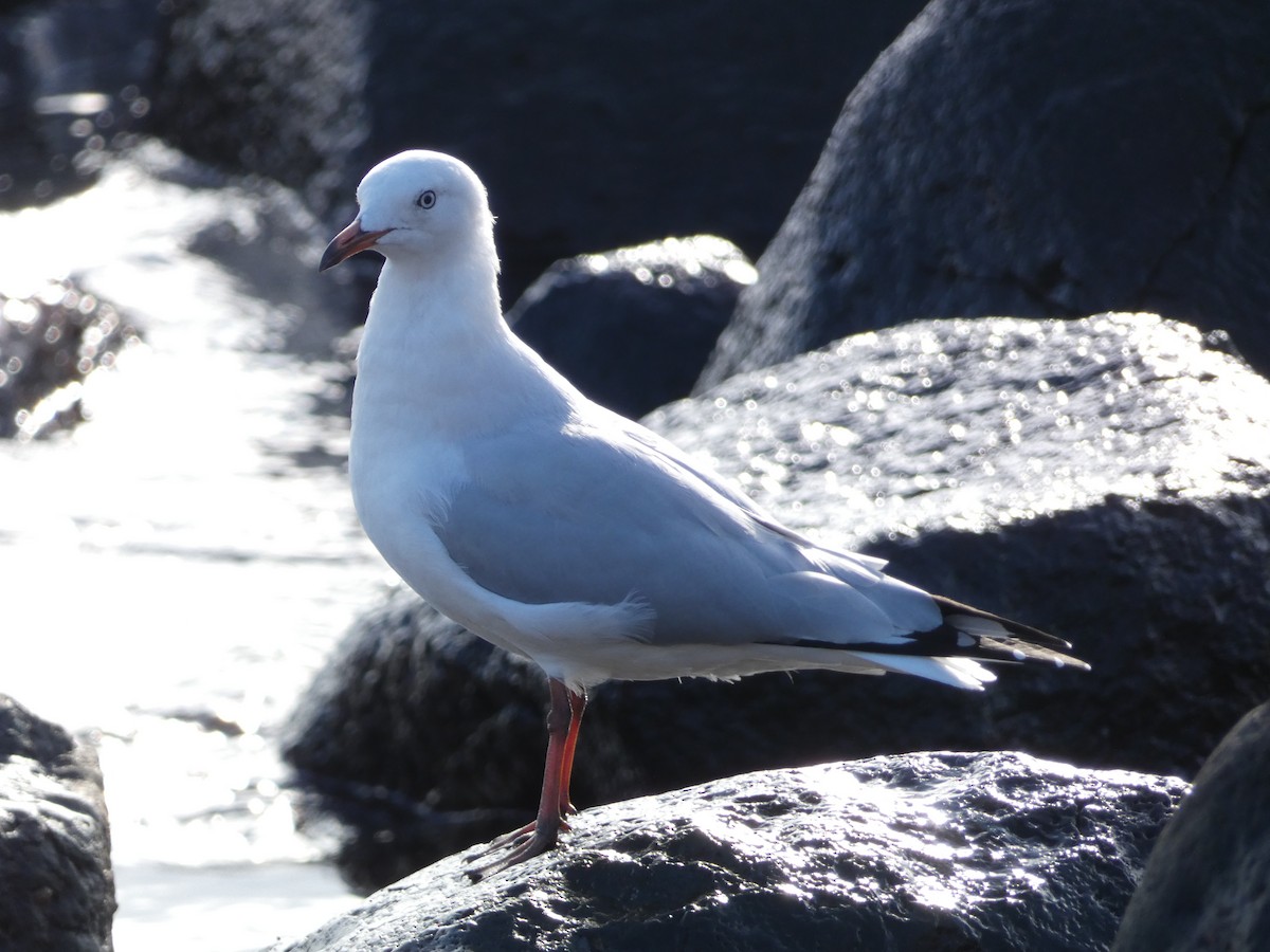 Gaviota Plateada - ML580563391