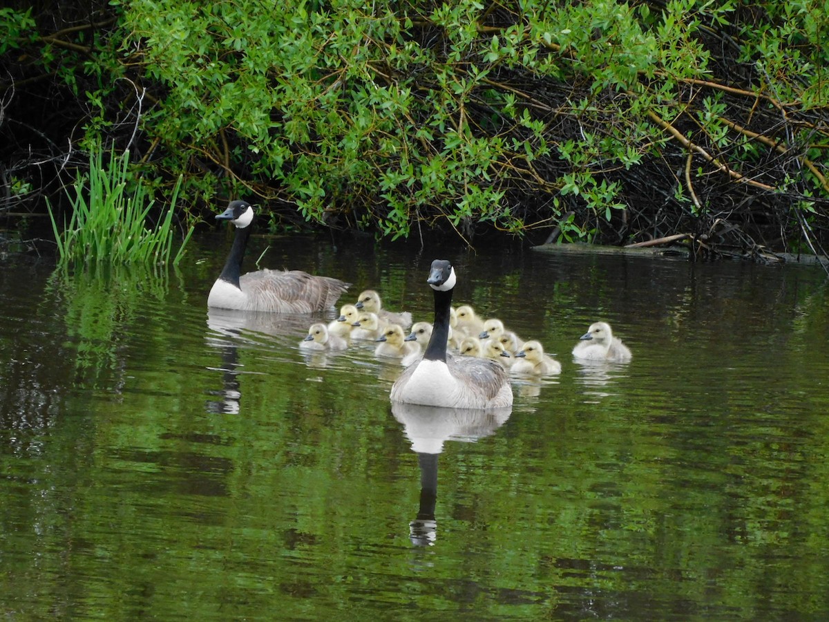 Canada Goose - Lisa Winslow