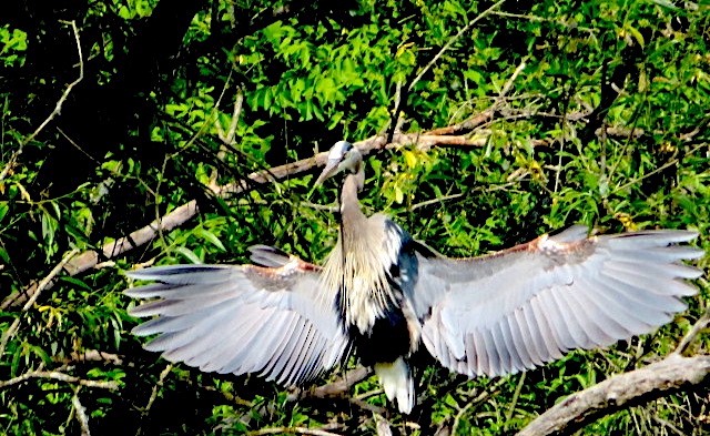 Great Blue Heron - ML580564811