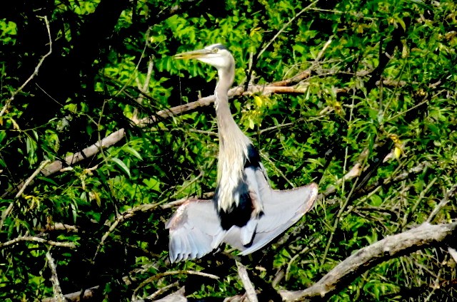 Great Blue Heron - ML580564841