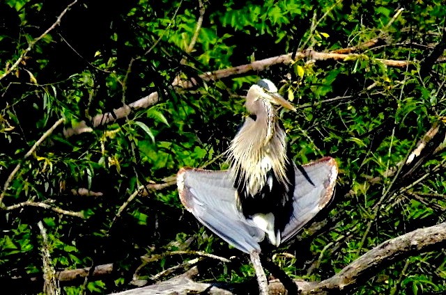 Great Blue Heron - ML580564881