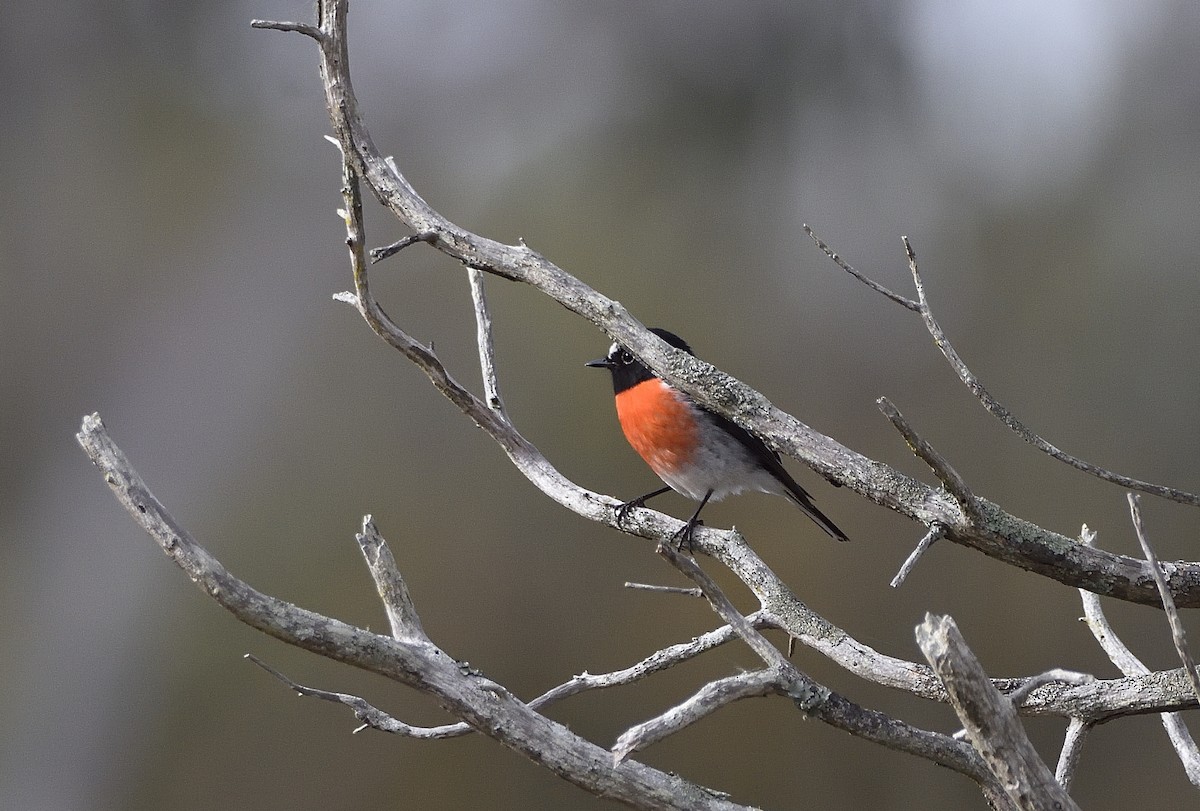 Scarlet Robin - ML580564901