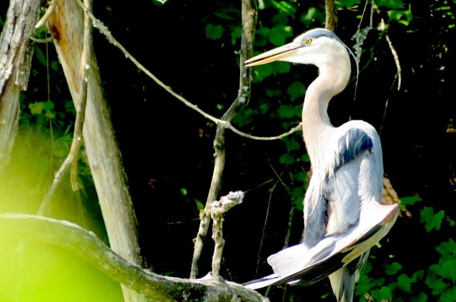 Great Blue Heron - ML580564931