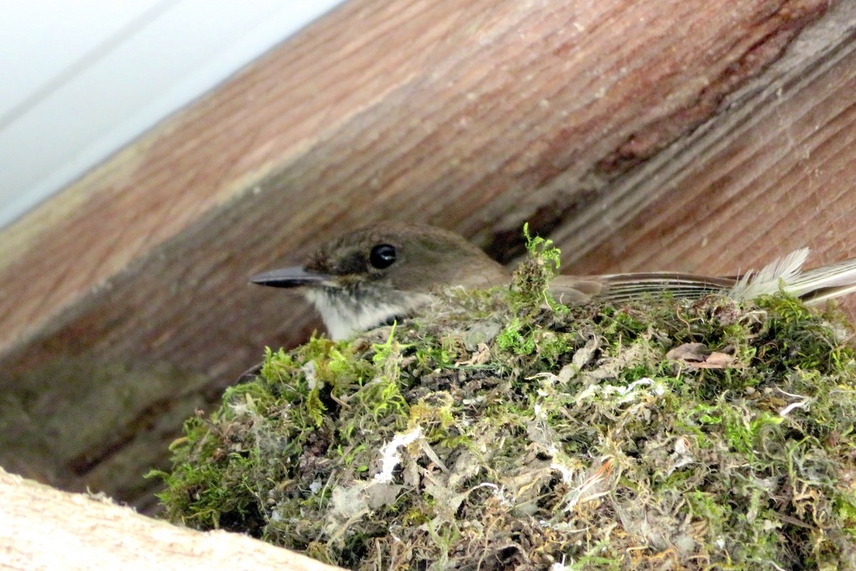 Eastern Phoebe - ML580565121