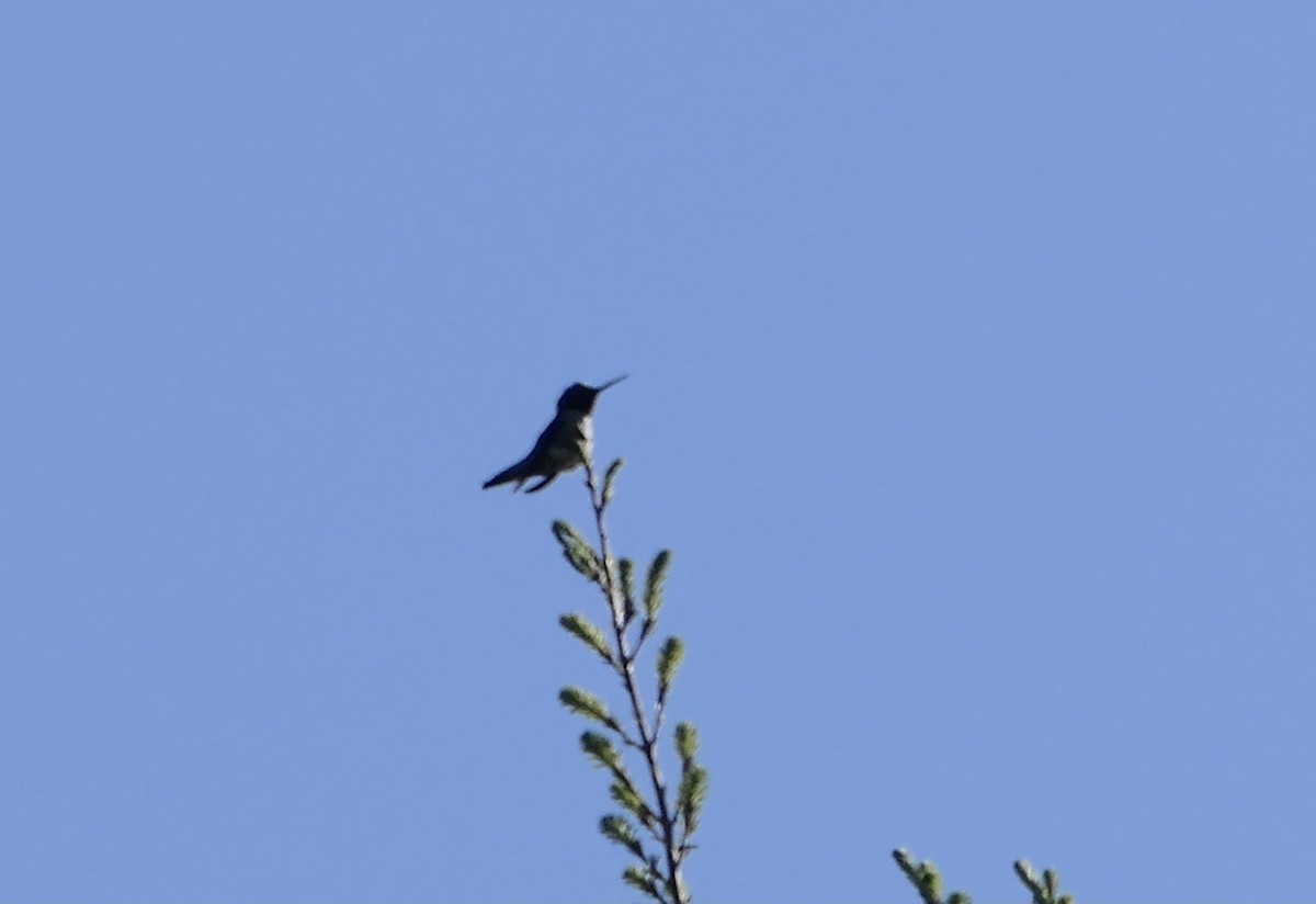 Anna's Hummingbird - ML580565331