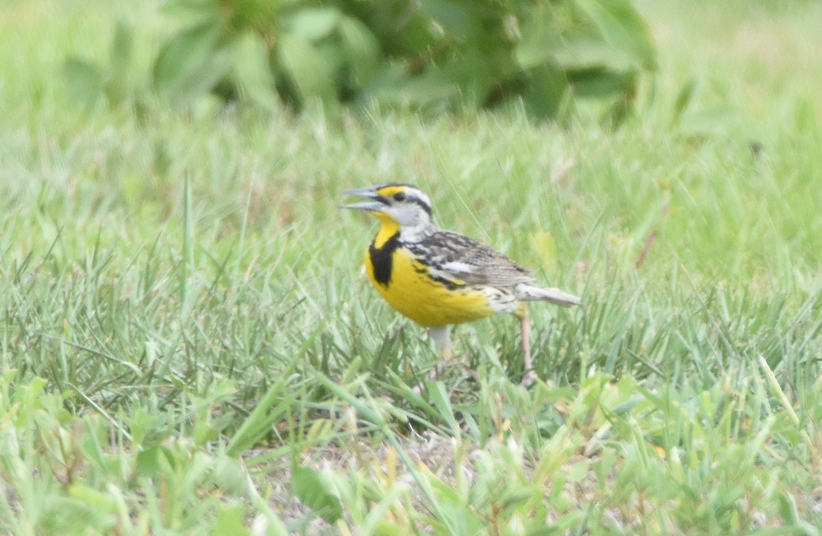 Eastern Meadowlark - Erik Johnson