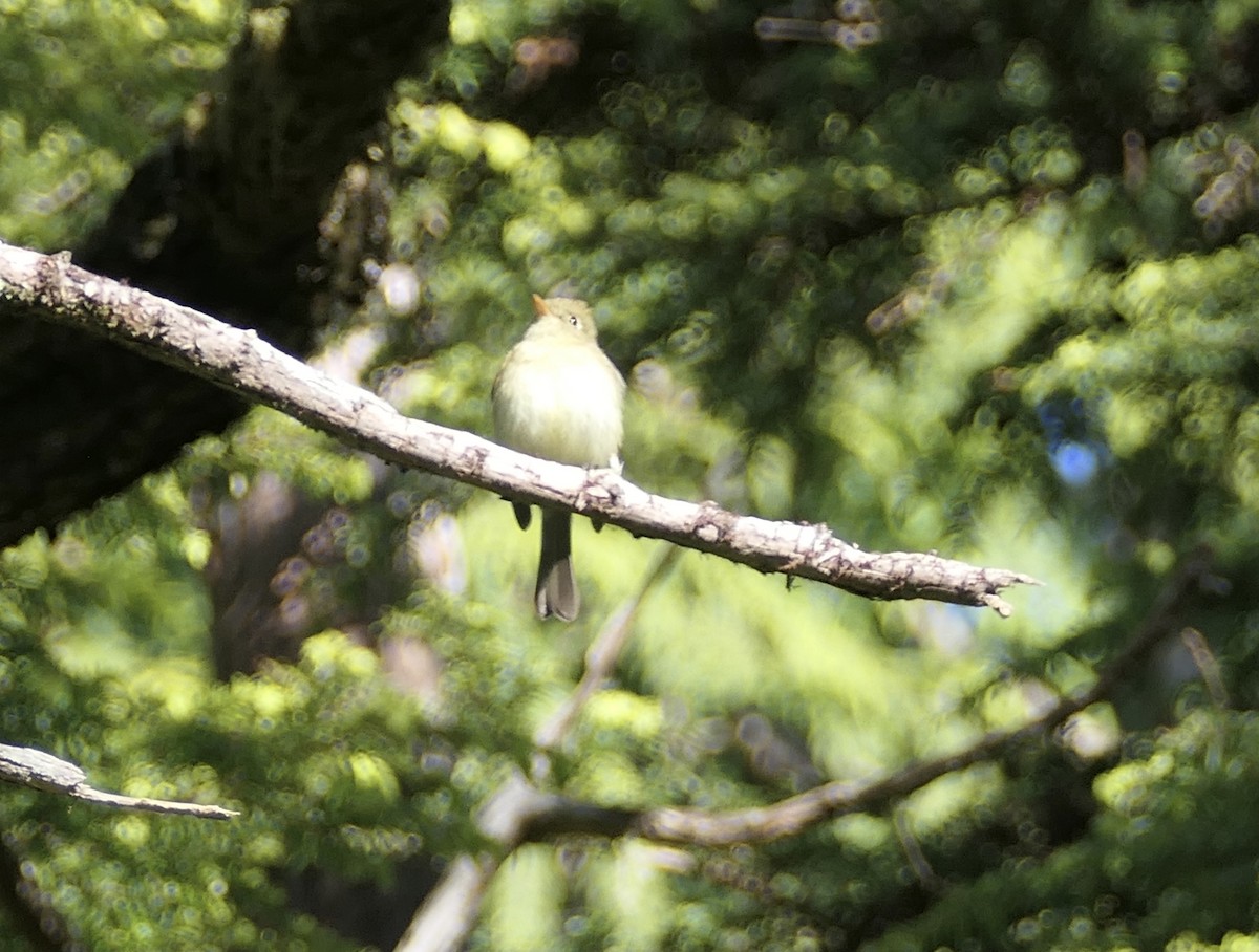 Western Flycatcher (Pacific-slope) - ML580565461