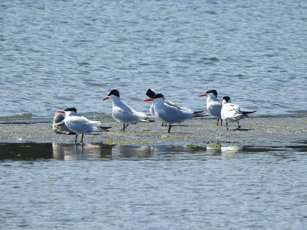 Caspian Tern - ML580566741