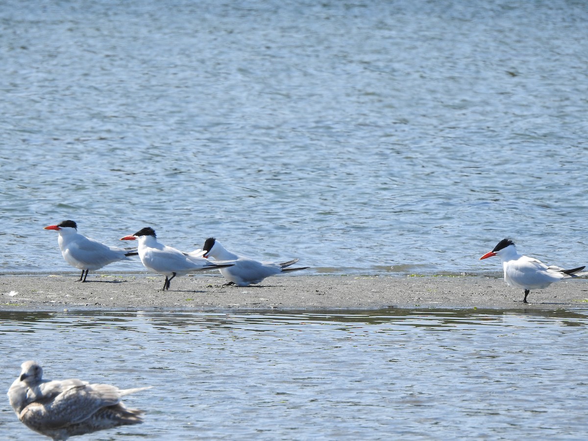 Caspian Tern - ML580566751