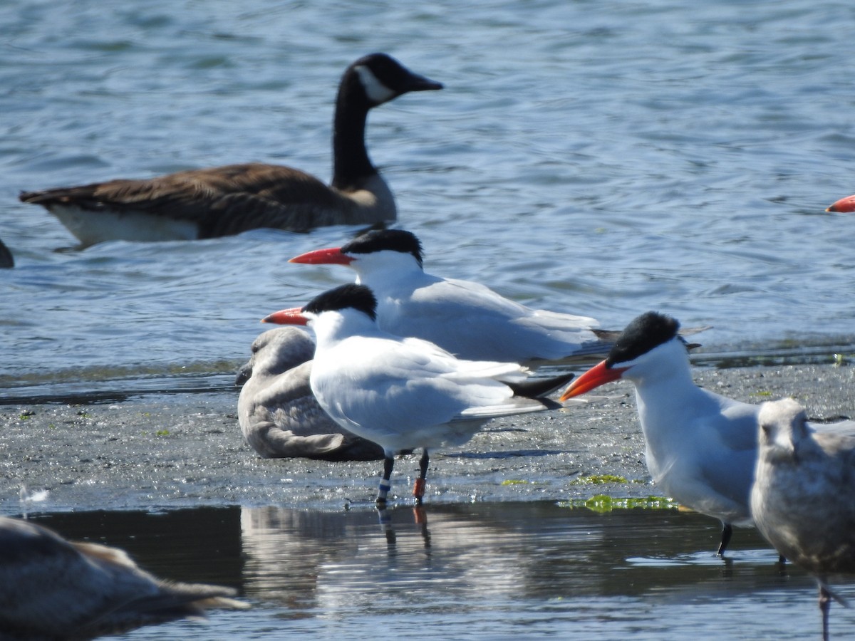 Caspian Tern - ML580566831