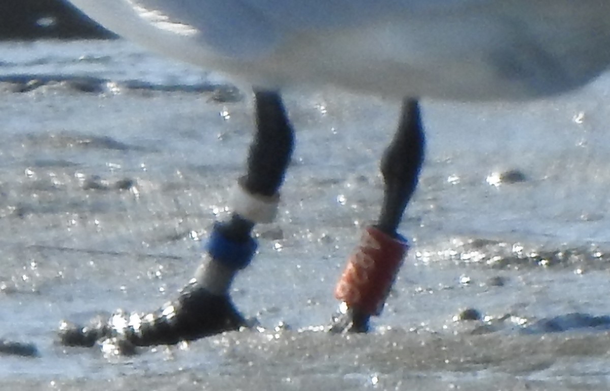 Caspian Tern - ML580566971