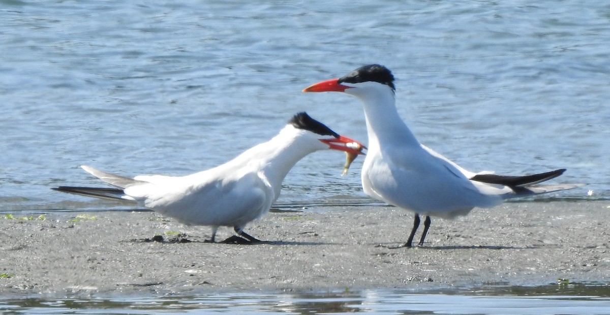 Caspian Tern - ML580567191