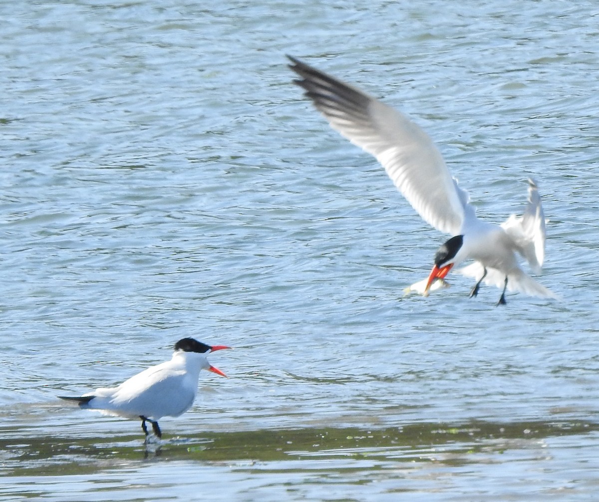 Caspian Tern - ML580567251