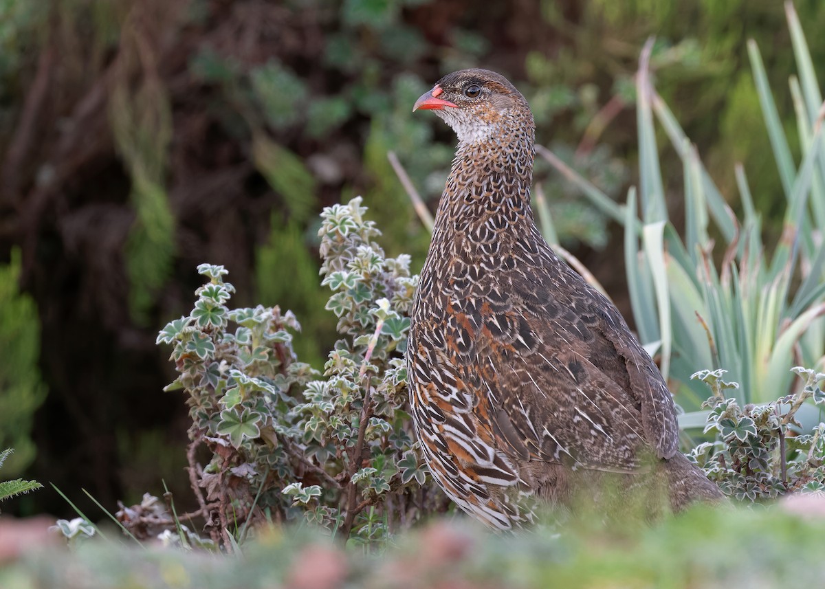 Chestnut-naped Spurfowl (Northern) - ML580569191