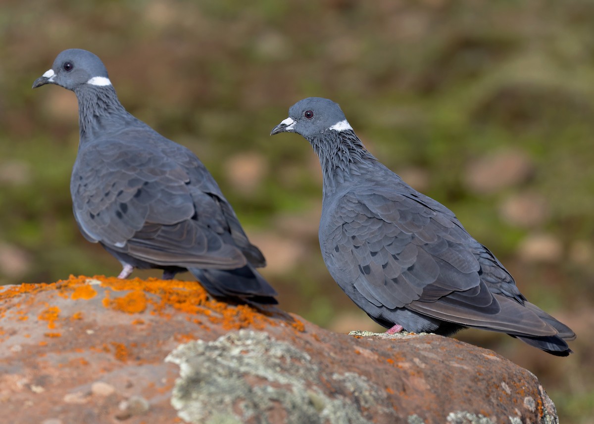 White-collared Pigeon - ML580569381