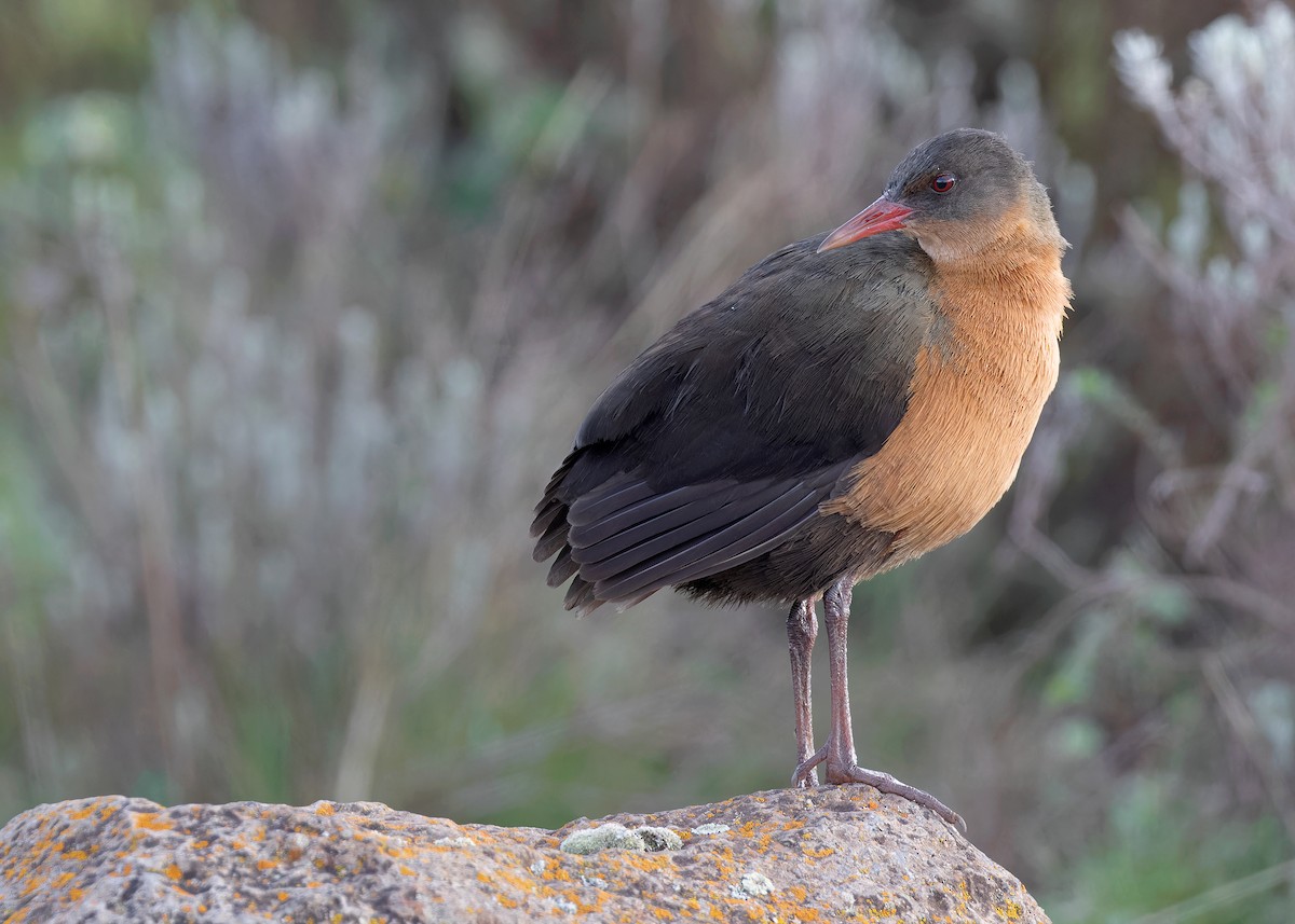 Rouget's Rail - ML580569461