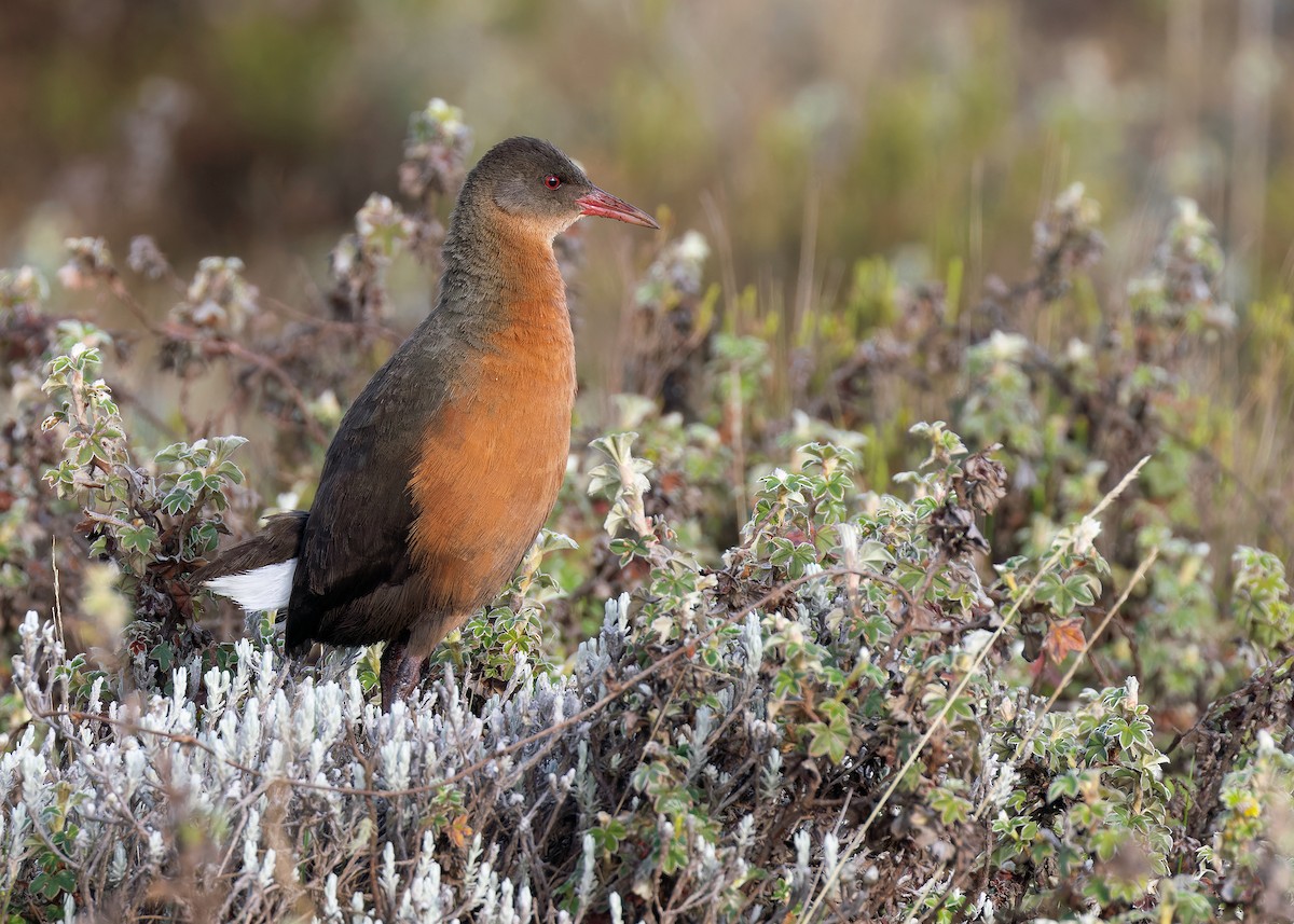 Rouget's Rail - ML580569491
