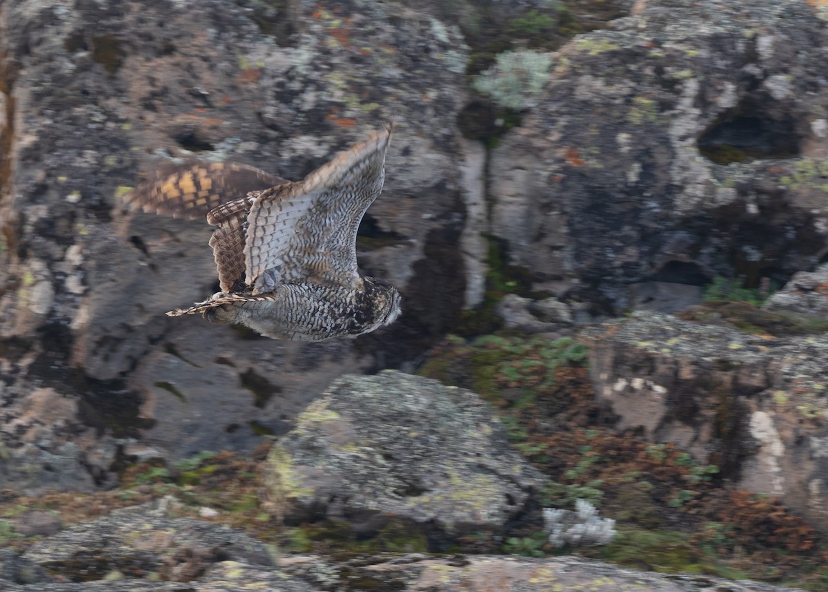 Cape Eagle-Owl (Northern) - ML580569661