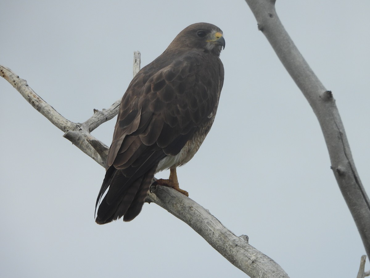 Swainson's Hawk - ML580569821